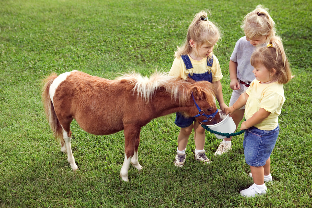 children feeding pony at farm 